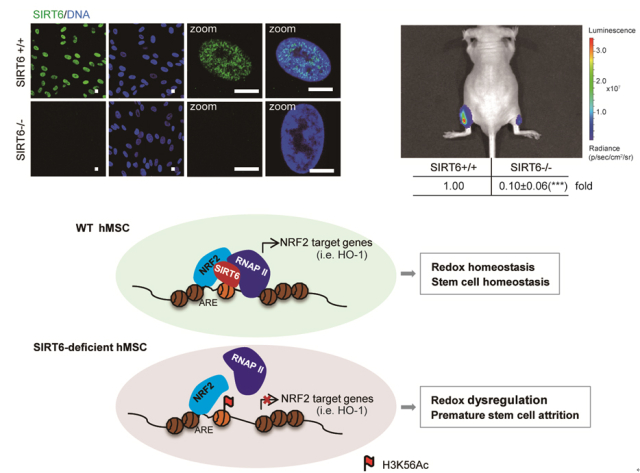 Nature子刊：揭示“长寿基因”SIRT6维持人干细胞活力的新机制-2.jpg