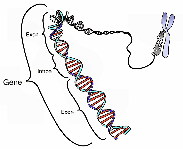 CRISPR大牛再丰收：1篇Science突破成果，1篇Cell综述-2.jpg
