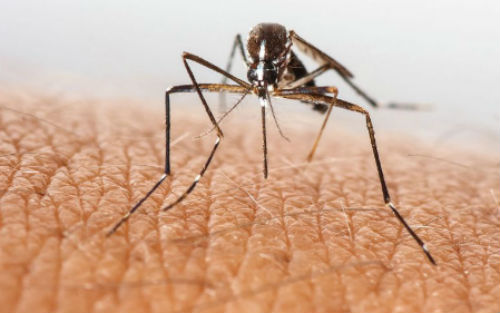 Science关注：蚊子唾液“助威”病毒的感染？满满都是套路.jpg