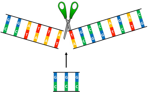 GEN：CRISPR基因编辑的临床之路
