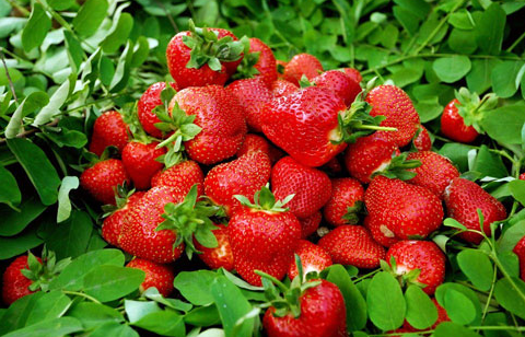 农业部专家：使用植物激素的草莓到底能不能吃