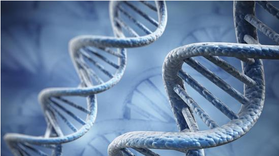 美国将首次对人体进行 CRISPR 实验，有望对抗癌症.png