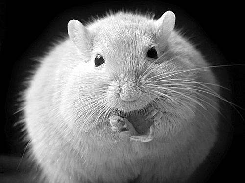 小鼠实验表明只有脂肪才会导致肥胖.jpg
