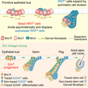 Cell：科学家破解干细胞起源谜题