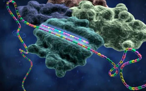 Science推翻非编码RNA的定义