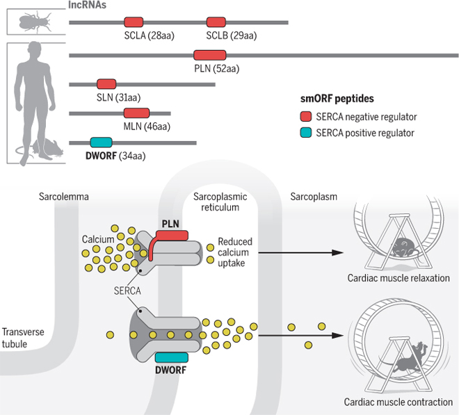 Science推翻非编码RNA的定义2.jpg
