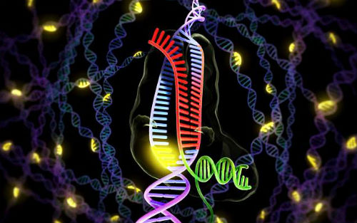 ​Science发声，各国基因编辑管理框架应参考PGD的政策模型