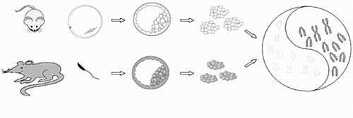 中科院动物所：大鼠小鼠“碰出”新型干细胞-威斯腾生物2.jpg