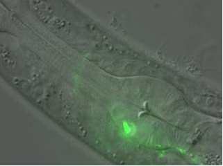 Cell：科学家解析幼年大脑如何形成毕生的记忆