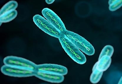Science里程碑成果：没有Y染色体，照样能生娃