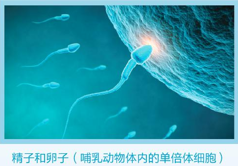 干细胞技术可实现同性生殖