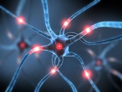 科学家首次在活体大脑中观察到新生神经元