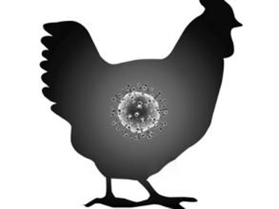 广东惠州一名40岁女子染H5N6禽流感