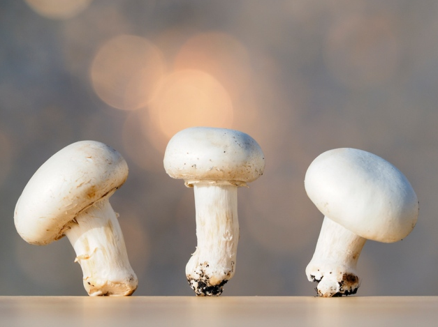 Nature：CRISPR–Cas9基因编辑蘑菇的问世或“逃脱”了美国政府的监管.png