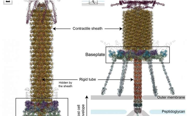 【Nature】科学家从原子水平上解析噬菌体感染细菌的分子机理