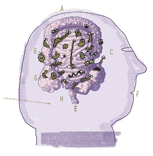 你的好心情可能是被肠道微生物「吃掉了」