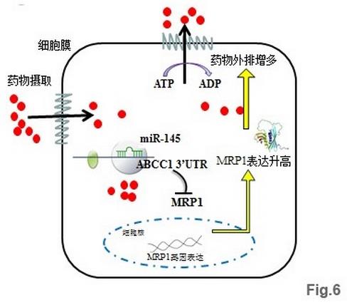 上海药物所发现非编码miRNA抗肿瘤耐药的功能和机制