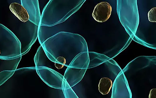 Science：中国瑞士科学家合作制造出治疗糖尿病的人工β细胞