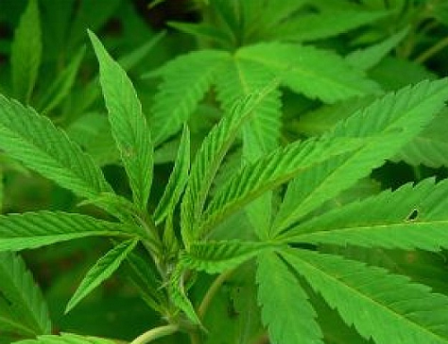 药用大麻危害或福利？ 由谁决定？