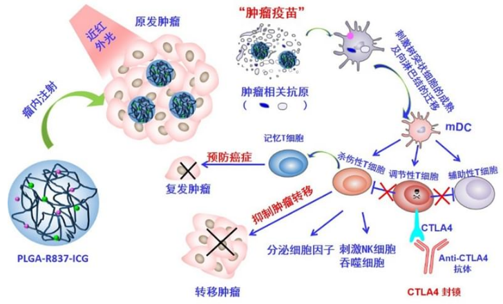 “发光发热”的新型肿瘤疫苗颗粒