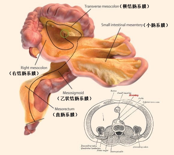 《柳叶刀》子刊：改写教科书！你的身体有了一个“新器官”
