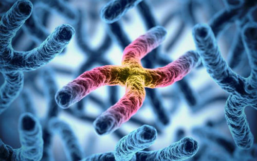 南京大学模式动物研究所PNAS发表p53研究新成果