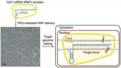 Nat Commun：利用 CRISPR/Cpf1 改进大豆油中的脂肪含量