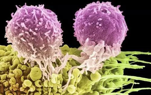 Nature 重大突破： CRISPR 让 CAR T 细胞“飞跃”