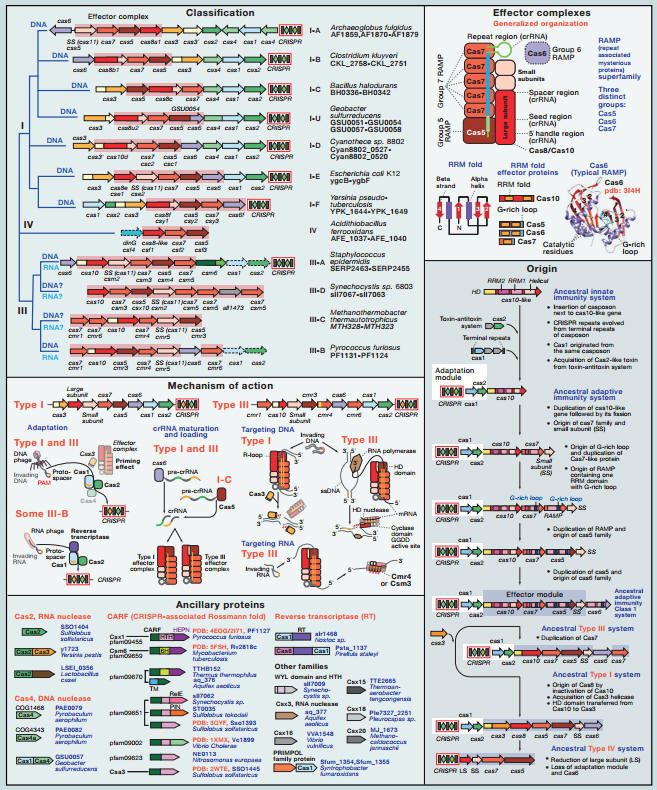 张锋 Cell 文章：一图详解第一类 CRISPR-Cas 系统