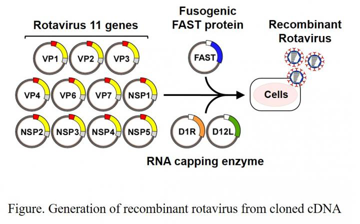 PNAS：更有效的新反向遗传学系统 ​