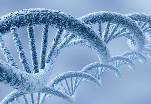 Cell子刊：为什么长寿基因功能多样化？