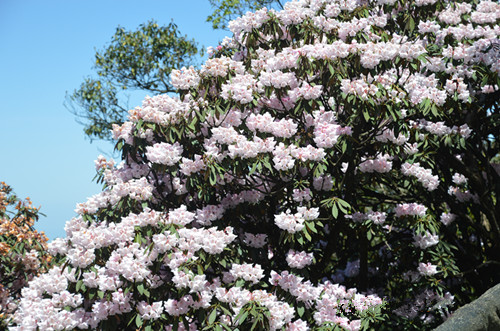 3春暖花开，相聚金佛山.jpg